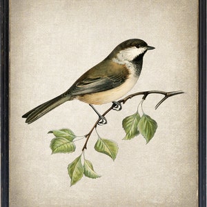 Afdrukbare vogel, &#39;Grey Headed Chickadee&#39; vintage illustratie, ornithologie natuurhistorie, kunst aan de muur Print INSTANT DOWNLOAD