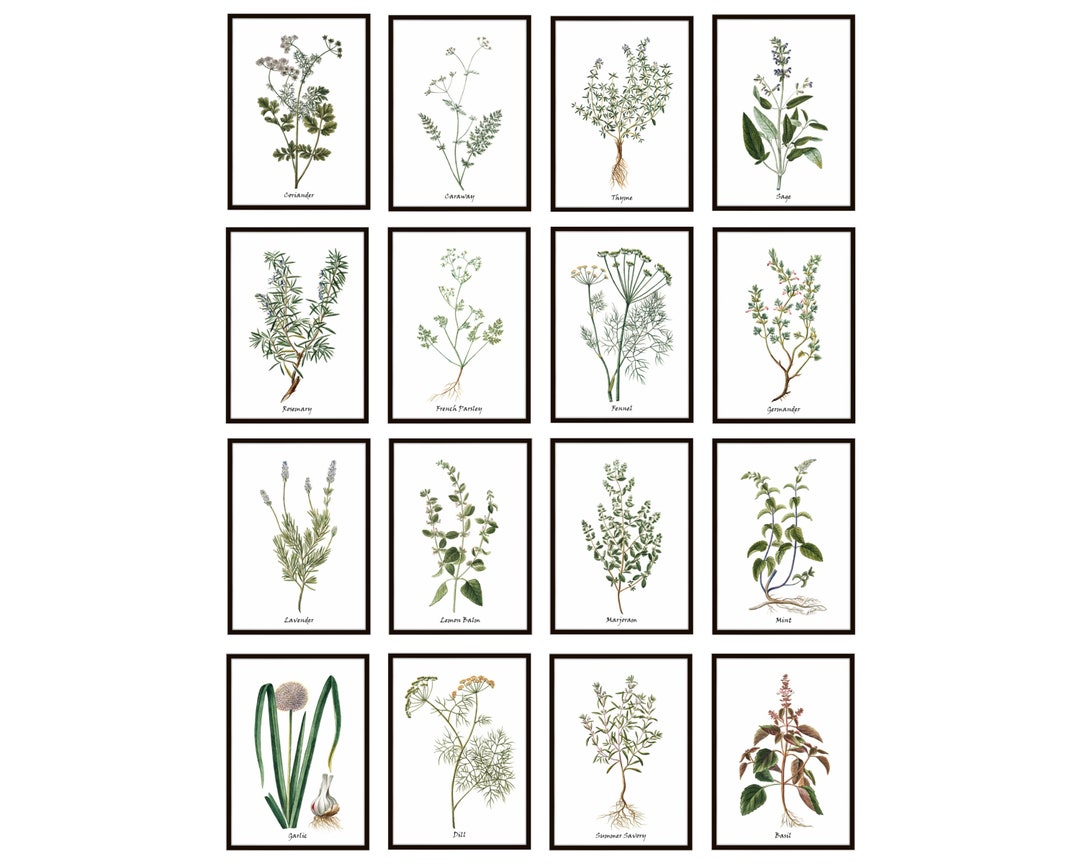 Herb Printables Set of 16, 5x7 Inch, Antique Italian Herbal ...