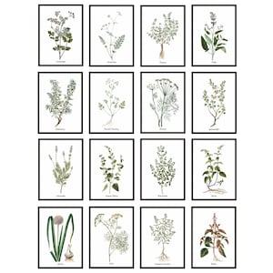 Herb Printables Set of 16, 5x7 Inch, Antique Italian Herbal Illustrations, Culinary Herbs, Kitchen Wall Art Prints INSTANT DOWNLOAD