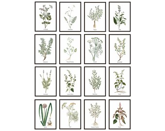 Può includere: Un set di 16 illustrazioni botaniche stampabili che rappresentano diverse erbe e fiori. Ogni illustrazione è incorniciata da un bordo nero e posizionata su uno sfondo bianco. Le illustrazioni includono lavanda, rosmarino, timo, salvia, prezzemolo, aneto e altro ancora.