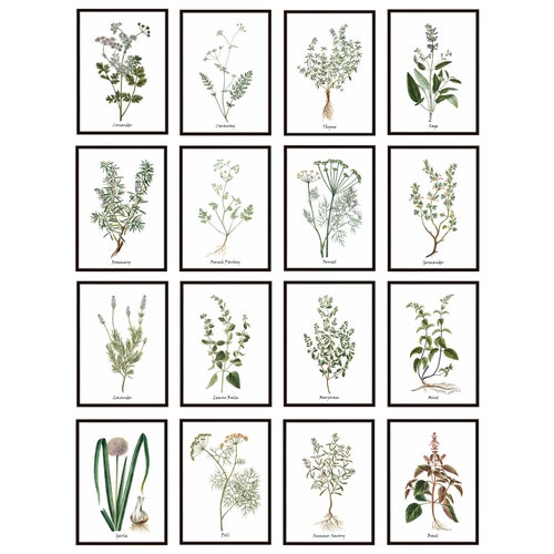 Set of 12 Herb Prints Printable Kitchen Art Culinary Herbs - Etsy