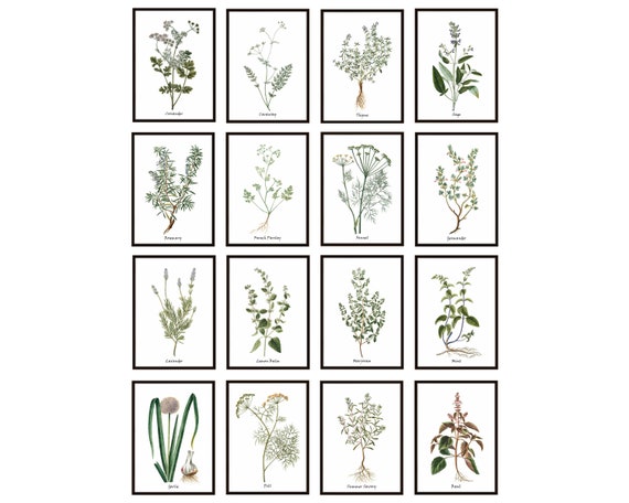 Herb Printables Set of 16 5x7 Inch Antique Italian Herbal | Etsy