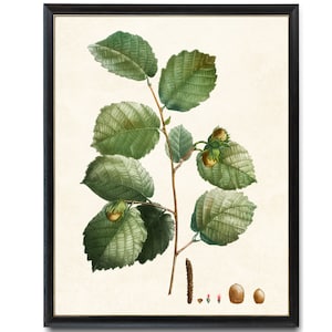 Puede incluir: Una ilustración botánica vintage de una rama de avellano con hojas verdes y nueces marrones. La ilustración está sobre un fondo crema.
