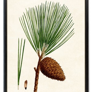 Può includere: Un'illustrazione botanica di un ramo di pino con aghi verdi e una pigna marrone. Il ramo è isolato su uno sfondo bianco.