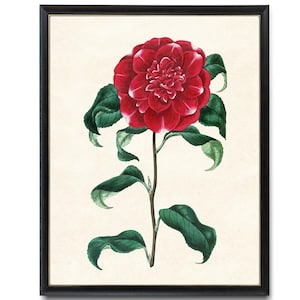 Red Camellia Printable, Vintage Flower Illustration, Botanical Wall Art Print INSTANT DOWNLOAD