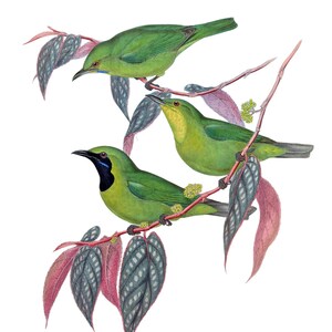 Op de afbeelding: Drie groene vogels met zwarte ogen en zwarte snavels zitten op een tak met rode en groene bladeren. De vogels zijn groen met een gele keel en blauwe accenten op hun kop.