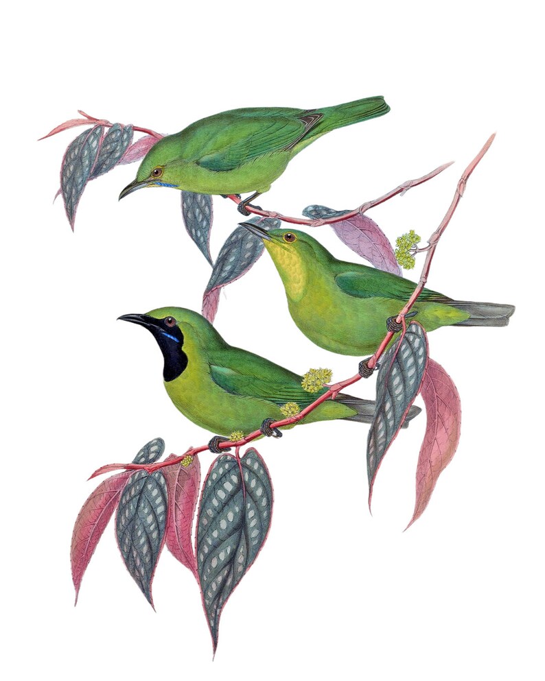 Op de afbeelding: Drie groene vogels met zwarte ogen en zwarte snavels zitten op een tak met rode en groene bladeren. De vogels zijn groen met een gele keel en blauwe accenten op hun kop.