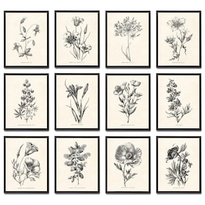 California Wildflowers Set of 12, 8x10 Printables, Vintage Line Art Illustrations, Botanical Wall Art Prints INSTANT DOWNLOAD