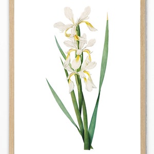 Print Up To 24x30 Inches White and Yellow Iris Printable, Vintage Flower Illustration, Minimal Decor Botanical Wall Art INSTANT DOWNLOAD