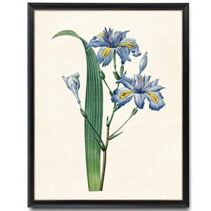 Printable Blue Iris Japonica, Vintage Illustration, Minimal Flower Decor Botanical Print INSTANT DOWNLOAD