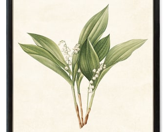 Impression jusqu'à 61 x 61 cm du muguet, illustration de fleurs imprimable, vintage, impression d'art mural botanique TÉLÉCHARGEMENT IMMÉDIAT
