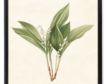 Lily of the Valley Printable, Vintage Flower Illustration, Botanical Wall Art Print INSTANT DOWNLOAD