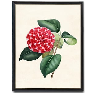 Camellia Flower Printable Art, Vintage Illustration, Camellia &#39;Queen Victoria&#39; Botanical Wall Art Print INSTANT DOWNLOAD