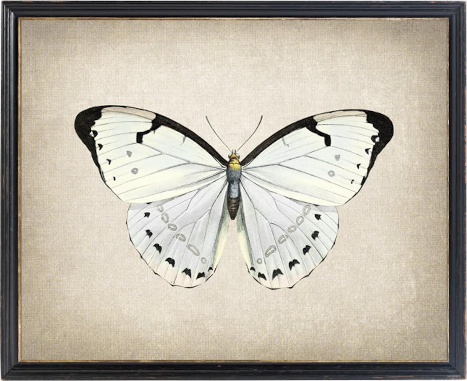 White Morpho Butterfly Printable Art Vintage Insect - Etsy