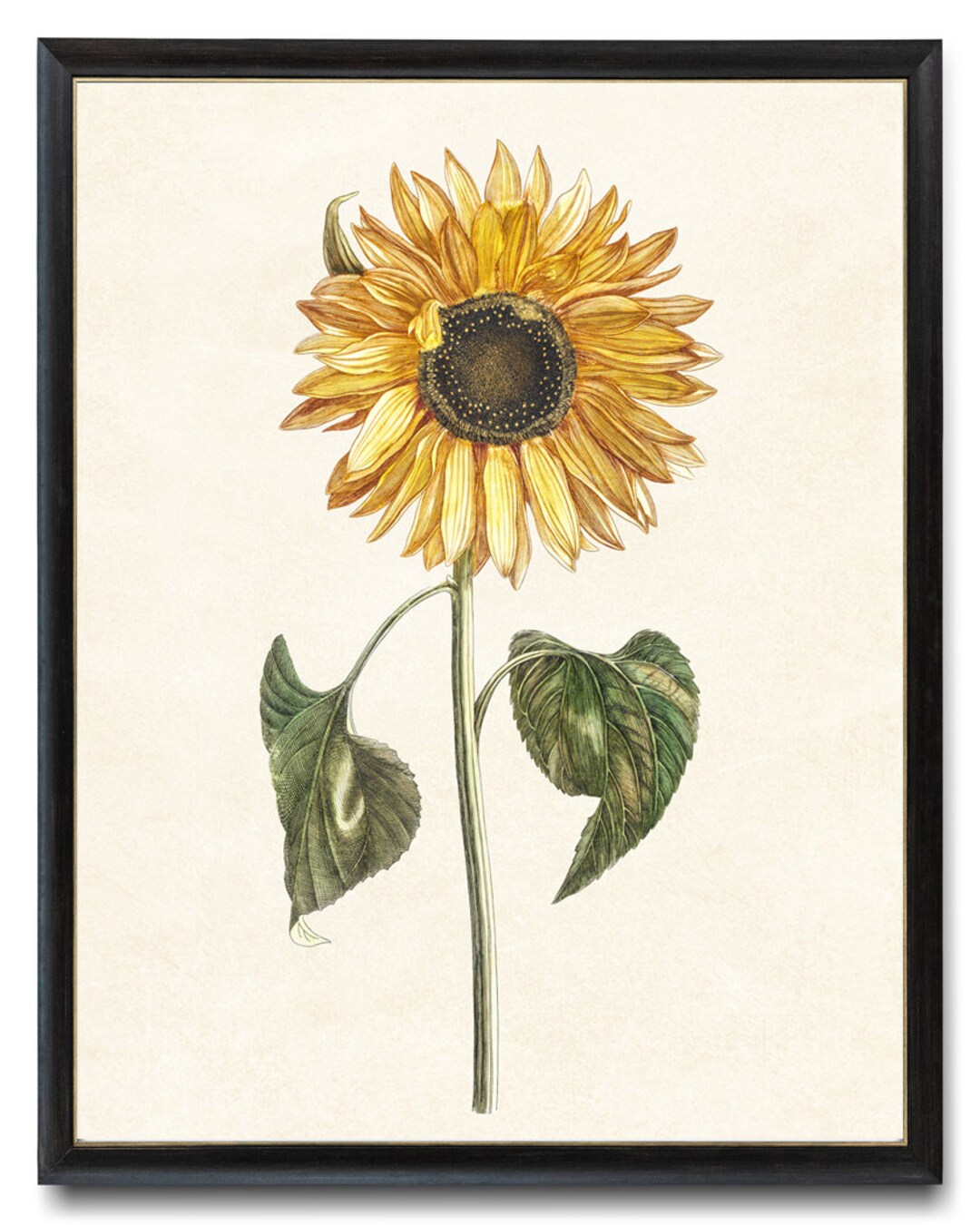 Vintage Sonnenblumen Druckbare Kunst, Gelbe Blume Antik 