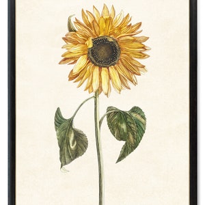 Vintage Sunflower Printable Art, Yellow Flower Antique Illustration, Autumn Botanical Wall Art Print INSTANT DOWNLOAD