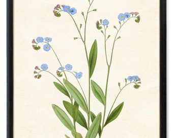 Forget Me Not Flowers Digital Print, Vintage Flower Illustration, Printable Botanical Wall Art INSTANT DOWNLOAD