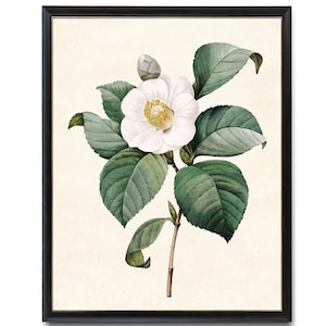 Digital Flower Art, Printable White Camellia Vintage Illustration, Botanical Wall Art Print, Instant Download