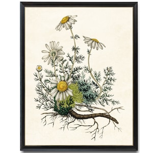 May include: A vintage botanical illustration of a chamomile plant with white flowers and yellow centers. The plant has green leaves and a brown root system.