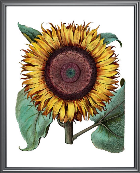 Sunflower Printable Artwork, Typical Flower Example, Botanical Wall Artwork Print, Fast Obtain photo regarding Sunflower Printable referred to as Sunflower Printable Artwork, Common Flower Case in point, Botanical Wall Artwork Print, Fast Obtain