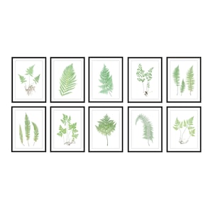 Farn Druckbares Set von 10, Vintage Illustrationen, 5x7 Print Set Farne, Botanische Wandkunst Drucke SOFORT DOWNLOAD