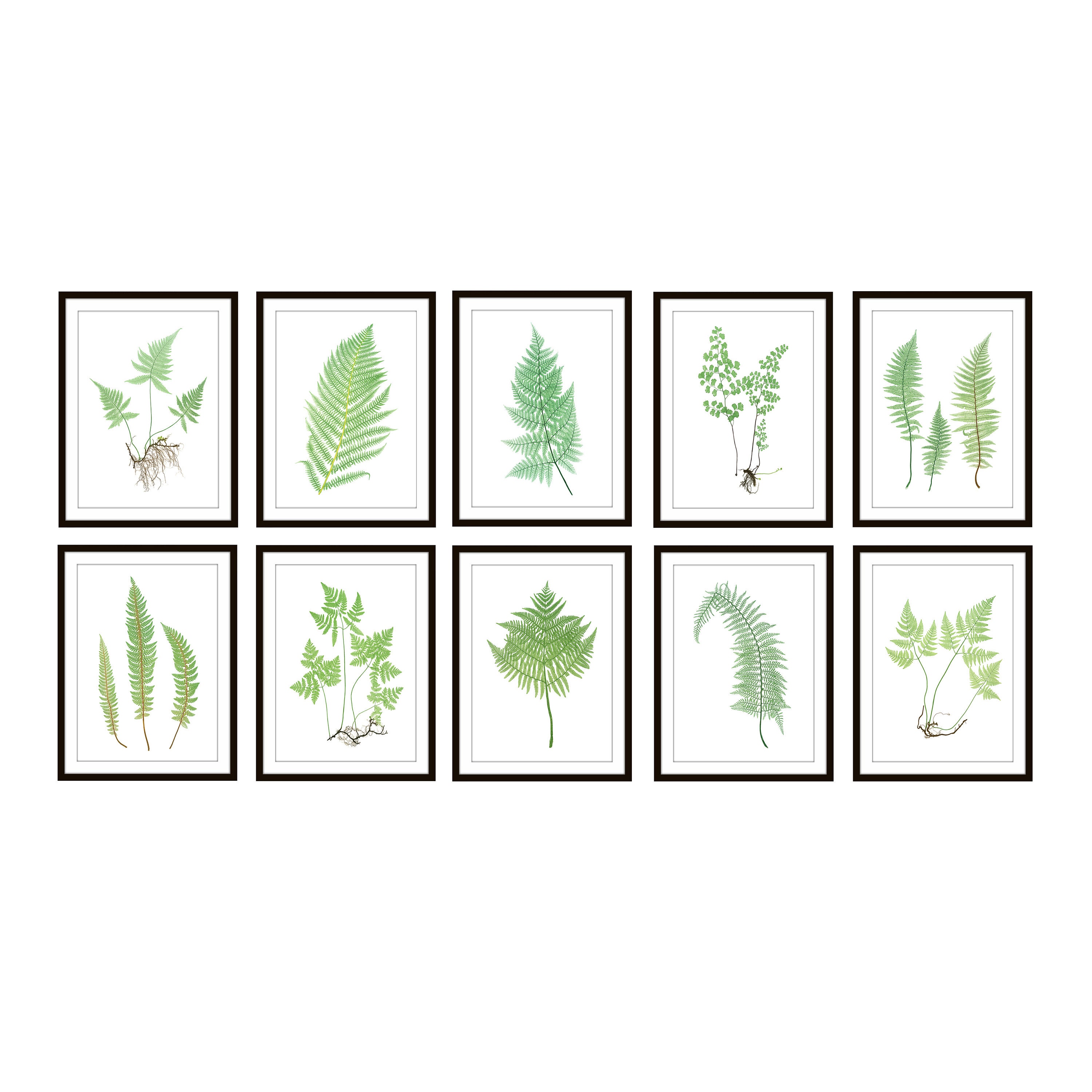 Fern Printable Set of 10 Vintage Illustrations 5x7 Print Set - Etsy