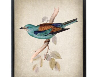 Impressão digital para download instantâneo de um pássaro rolieiro europeu, ilustração vintage, arte de parede sobre história natural. Disponível para impressão digital.