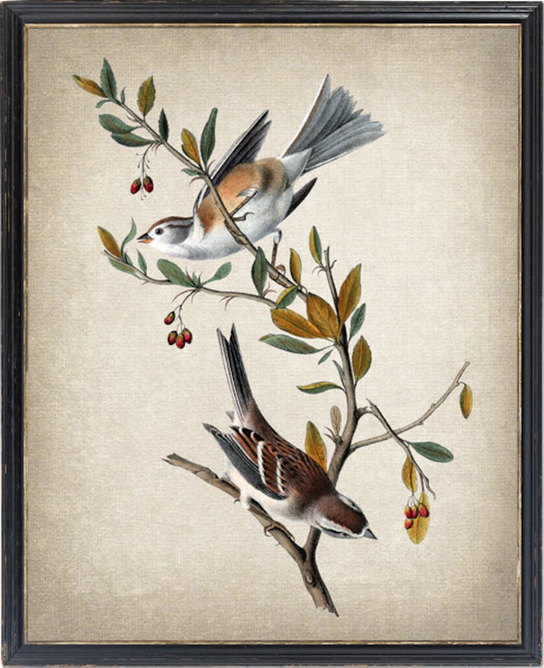 Vintage Bird Illustration Digital Download, Audubon Art 'canada