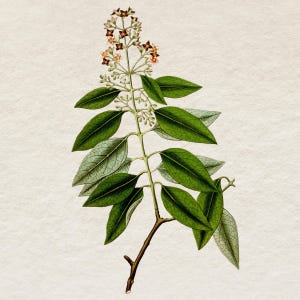 Sandalwood Botanical Clipart Digital Download, Ilustração de planta vintage, Clip Art de uso comercial, Arquivo PNG de fundo transparente