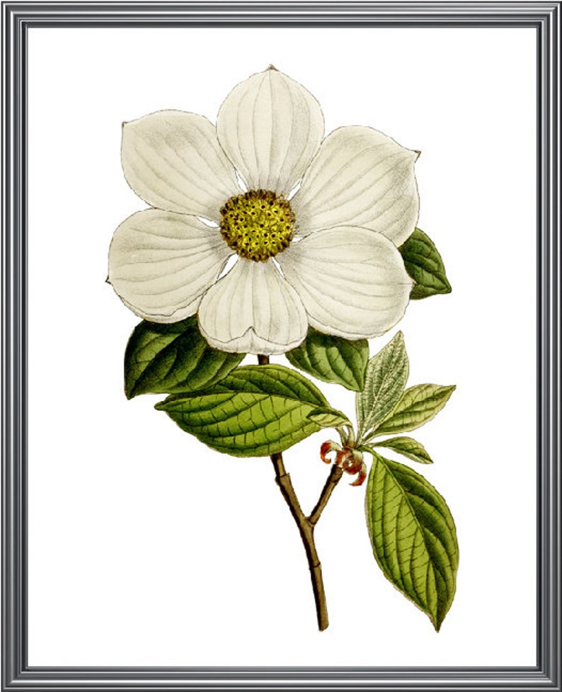 Download Printable Picture Of Dogwood Flower - Coloring pages