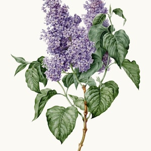 Descarga digital de imágenes prediseñadas de rama de lila, ilustración vintage de flor morada, imágenes prediseñadas para uso comercial, archivo PNG con fondo transparente