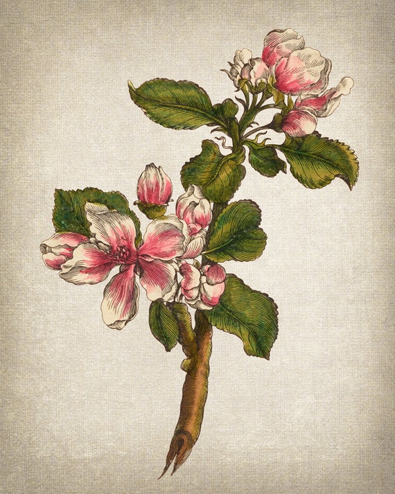 Antique Flowers Set of 9 Digital Prints, 18th Century Floral