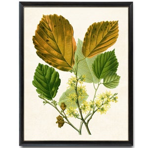 Witch Hazel Printable, &#39;Hamamelis Virginiana&#39; Vintage Botanical Illustration, Wall Art Print INSTANT DOWNLOAD