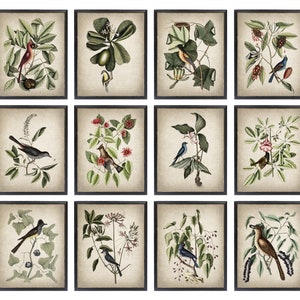 Set of 12 Vintage Birds, Printable Art, Vintage Mark Catesby Illustrations, Bird and Botanical Wall Art INSTANT DOWNLOAD