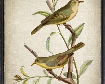 Warbler Birds Vintage Art, Digital Print, Antique Illustration, Bird Wall Art Printable, Instant Download