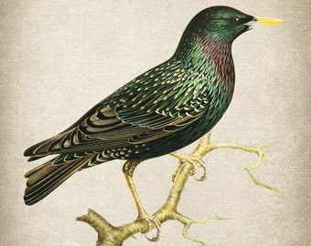 ヨーロッパムクドリの鳥のプリント、ヴィンテージイラスト、鳥類学の