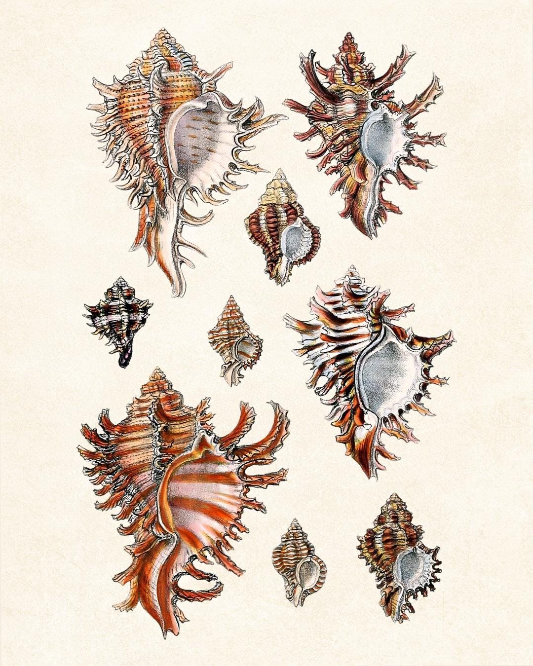 Set of 12 Shells, 8x10 Digital Prints, Vintage Seashell Illustrations ...