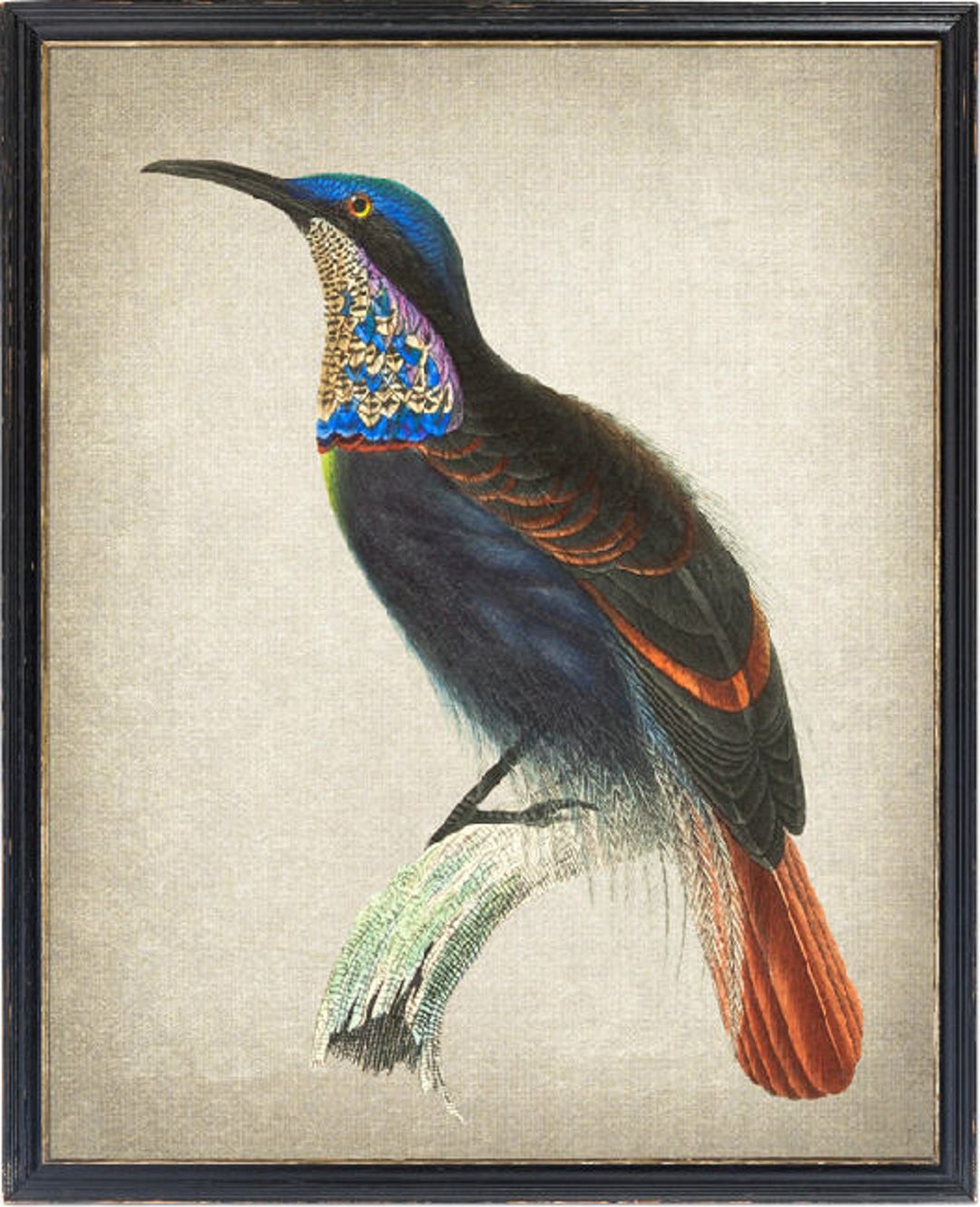 Magnificent Riflebird Drawing Magnificent Riflebird
