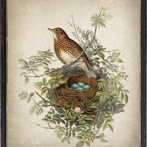 Bird and Botanical Vintage Art, Thrush Bird Illustration, Nest with Blue Eggs, Natural History, Instant Wall Art Download Digital Print