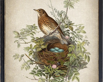 Bird and Botanical Vintage Art, Thrush Bird Illustration, Nest with Blue Eggs, Natural History, Instant Wall Art Download Digital Print