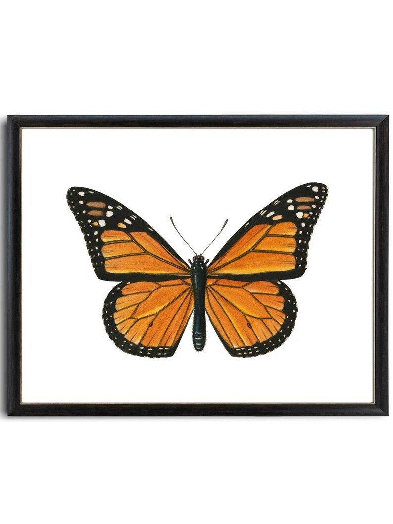 Art imprimable papillon monarque, illustration d'insecte vintage, histoire naturelle, décoration d'art murale minimale TÉLÉCHARGEMENT IMMÉDIAT image 2