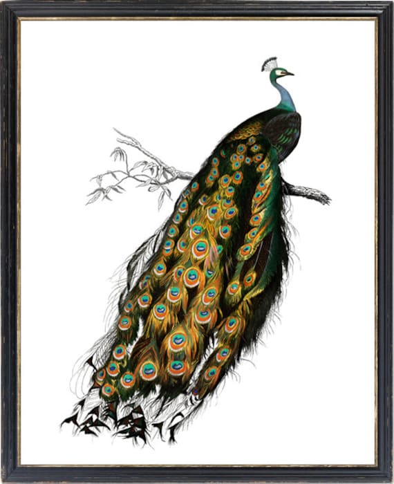 インドクジャク、デジタルダウンロード、「Pavo Cristatus」の