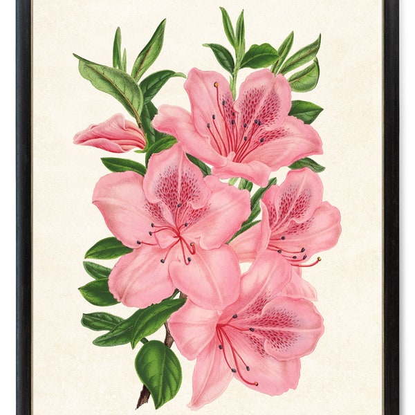 Pink Azaleas Printable, Vintage Azalea Flower Illustration, Pink Flowers Wall Art Print Instant Digital Download