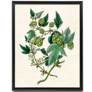 May include: A vintage botanical illustration of a hop plant with green leaves and cones. The illustration is on a cream-colored background.