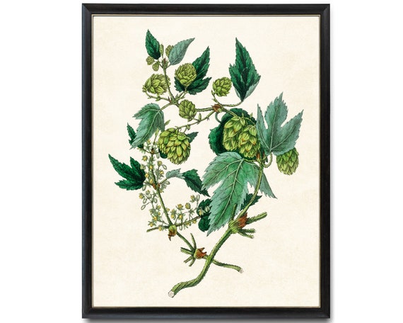 Digital Download 8x10 Art Print / Green Hops Plant Vintage
