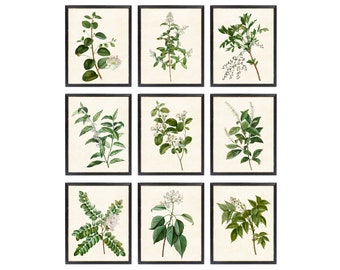 Ensemble de 9 impressions botaniques, illustrations de plantes vintage, impressions d'art mural plantes fleuries vintage, téléchargement numérique de botaniques