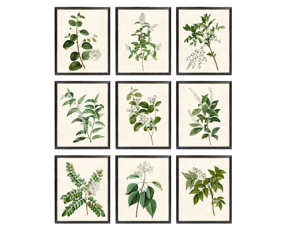 Set of 9 Botanical Printables Vintage Plant Illustrations - Etsy