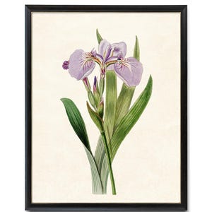 Lavender Purple Iris Flower Print, Vintage Illustration, Botanical Wall Art Printable INSTANT DOWNLOAD