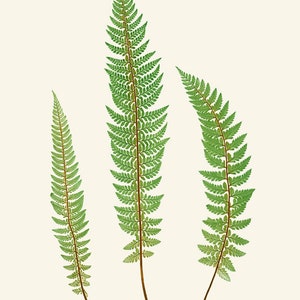 Fern Printables, Set of 12 Ferns, Vintage Nature Illustrations ...