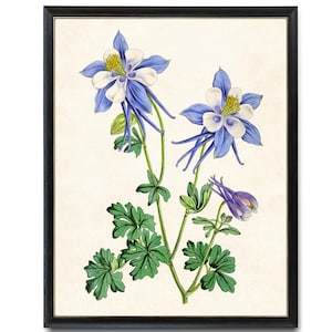 Blue Columbine Digital Floral Print, Vintage Flower Illustration, Botanical Wall Art Printable INSTANT DOWNLOAD